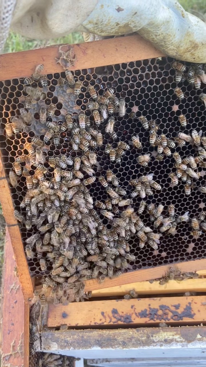 Can you find the Queen? Tips: she’s the biggest bee in the hive, has a long/elegant body, will probably be surrounded by workers. #queenbee #honeybee #beekeeper