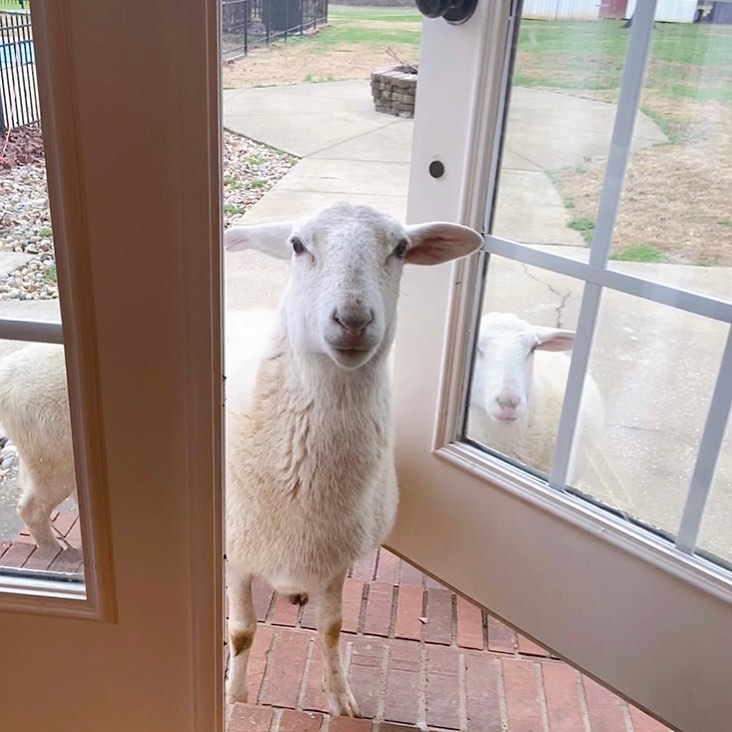 I kept reading about the Irish New Year tradition of opening the front door at midnight to “welcome in the new,” and opening the back door to “kiss the old goodbye.” I didn’t make it to midnight, and this ewe hasn’t heard about any traditions or resolutions… she just wants more pretzel snacks. Happy Epiphany, everyone! ⭐️ #wordslikehoney #homestead #funnyfarm