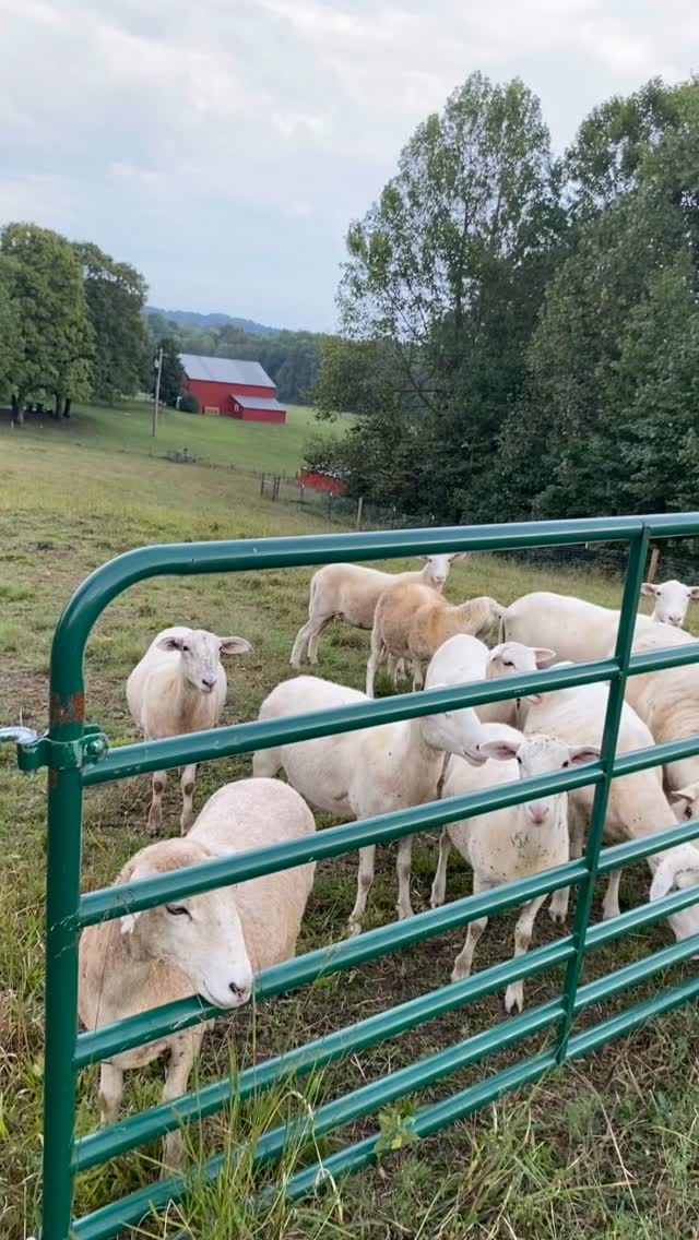 A simple life, a steady Shepherd, and grace woven through it all.

Saint Patrick, pray for us. ☘️

#stpatrick #catholic  #sheep #shepherd #homestead