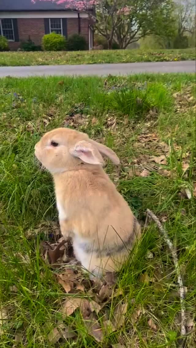 New life, fresh hope, and a little bunny joy 🐰🌸 Happy Easter!