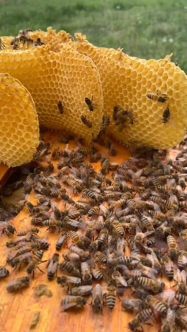 I was a little late to this hive check and the bees said, “We’ll handle it from here.” 😬🤦‍♀️🐝

A little extra comb to clean up, but a strong, busy hive is always a gift 💛 #beekeeping #honeybees