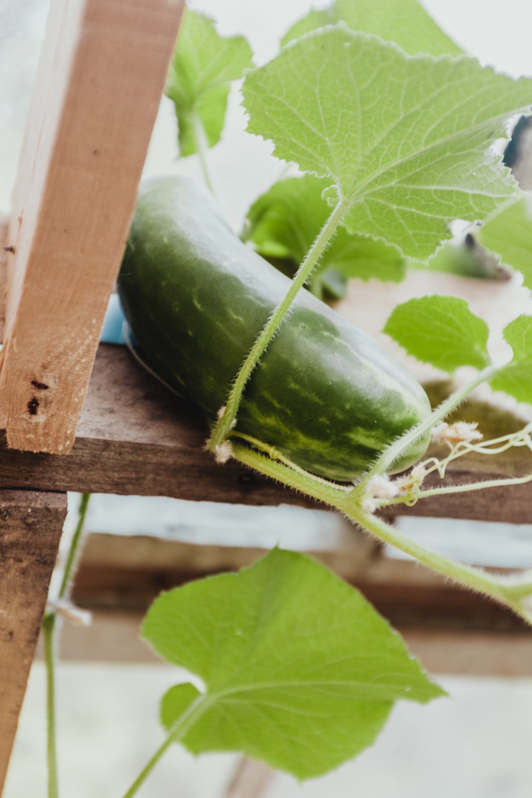 The Cultural Impact Of The Swaggy Cucumber Leak