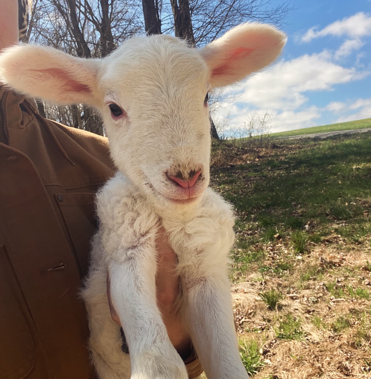 Last lamb of the year! A sweet little girl 🎀🐑🎀