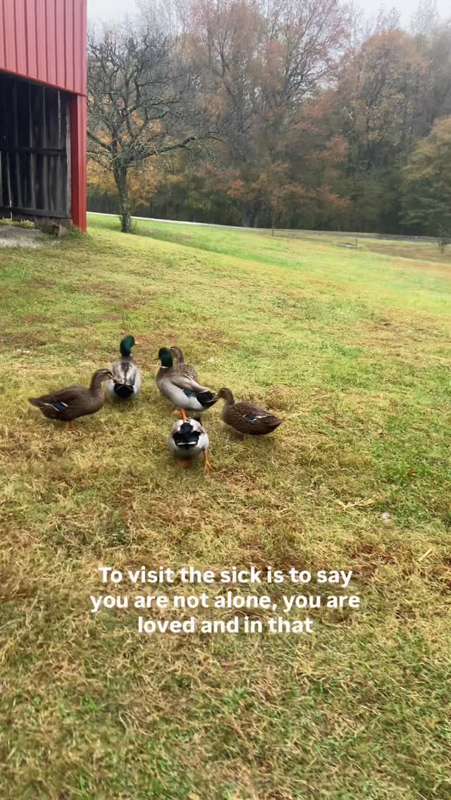 As a nurse, I can’t tell you how many times I witnessed healing through this simple act of mercy. To be present—not to have all the answers—but to have the time to give of oneself so freely. 

May we all live less hurried lives. May we see, stop, and stay awhile. 

Jesus, may we meet you in merciful love.🙏💙

#worksofmercy #visitingthesick #mercy